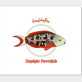 Stoplight Parrotfish Posters and Art